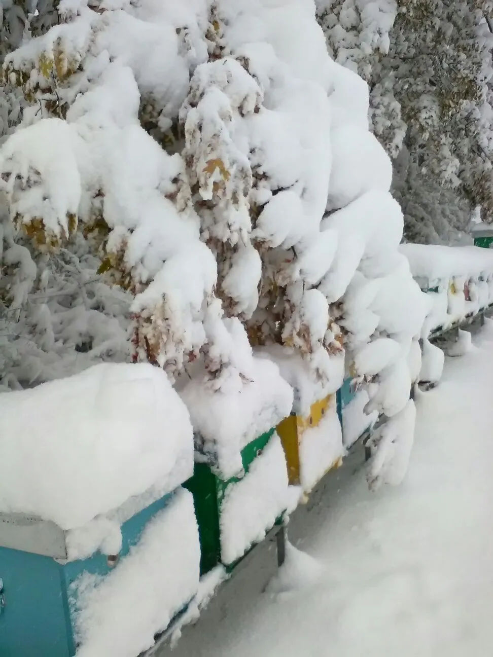 Alveare in inverno, bio